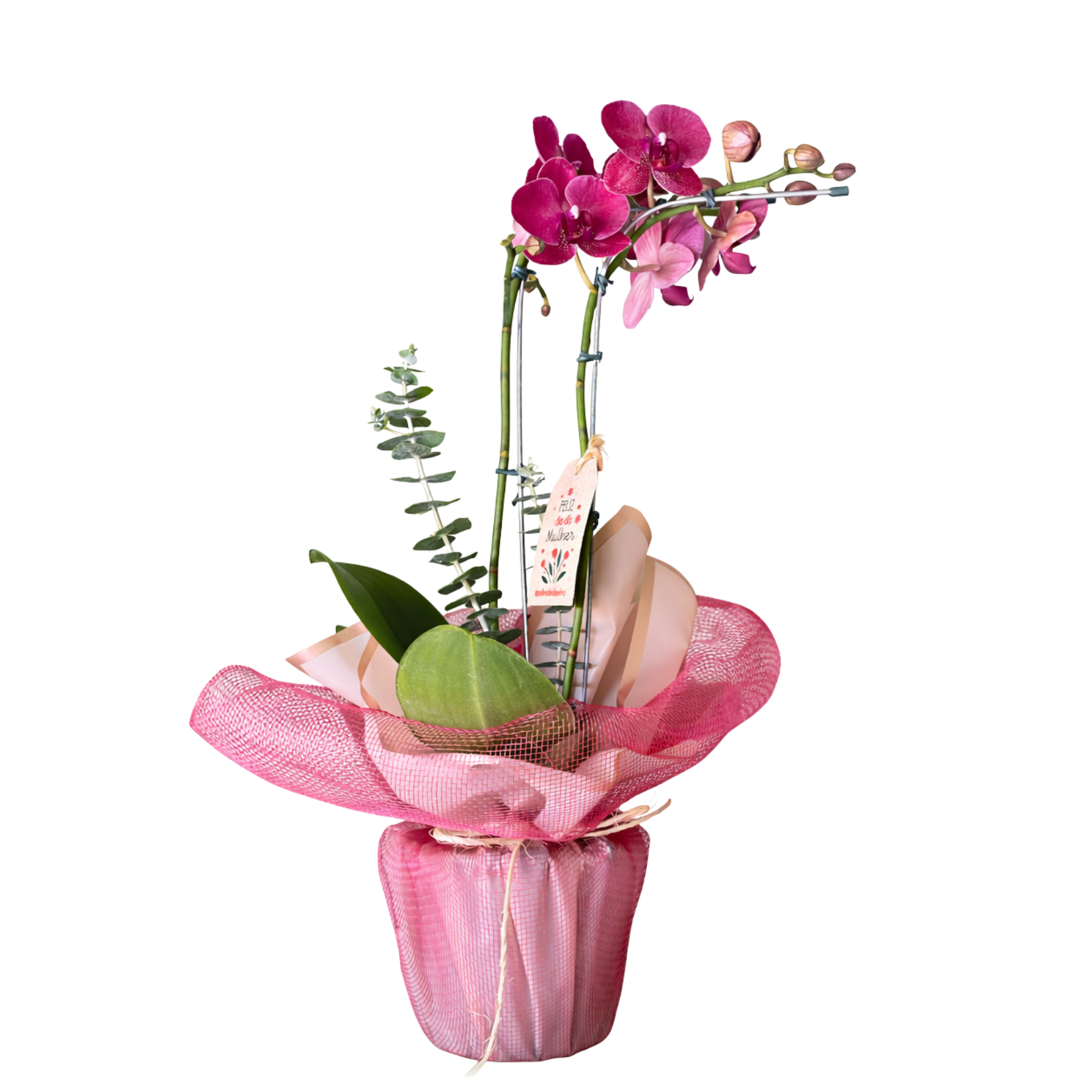 Orqu�dea Presente Especial